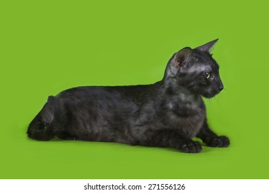 Egyptian Mau Kitten Isolated On A Colored Background