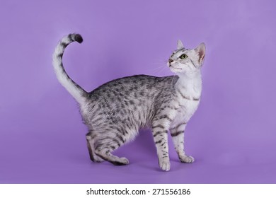 Egyptian Mau Kitten Isolated On A Colored Background