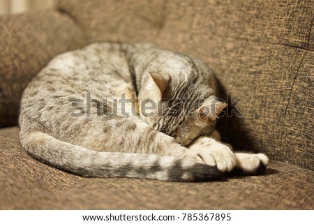https://image.shutterstock.com/image-photo/egyptian-mau-room-450w-785367895.jpg