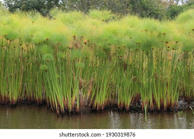 Egyptian Papyrus Is A Material Similar To Thick Paper That Was Used In Ancient Times As A Writing Surface.