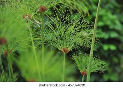 egyptian papyrus plant