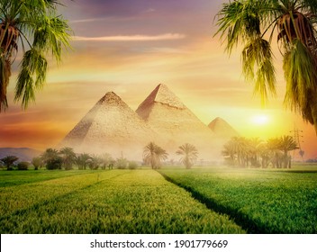 Egyptian pyramids in green field at foggy morning