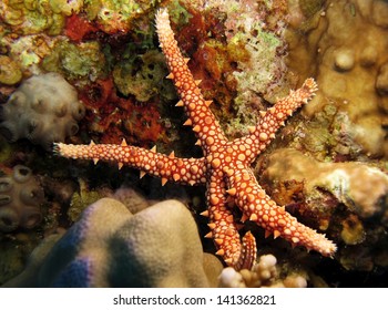 Egyptian Sea Star