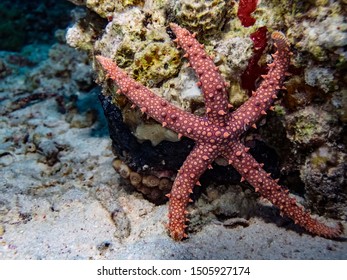 Egyptian Sea Star (Gomophia Egyptiaca)