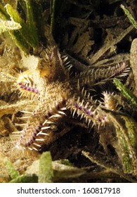 Egyptian Sea Star In Seagrass