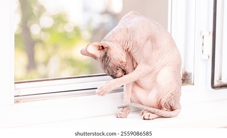 An Egyptian Sphynx cat licks his lips after a delicious dinner. Bald cat close-up licks its paw. - Powered by Shutterstock