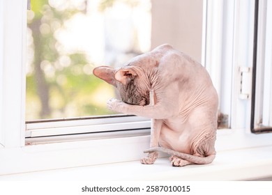An Egyptian Sphynx cat licks his lips after a delicious dinner. Bald cat close-up licks its paw. - Powered by Shutterstock - Get 15% off with code: PIKWIZARD15