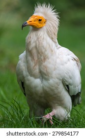 Egyptian Vulture