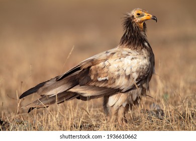 The Egyptian Vulture Also Called The White Scavenger Vulture Is A Small Old World Vulture. It Is Widely Distributed From The Iberian Peninsula And North Africa To India.