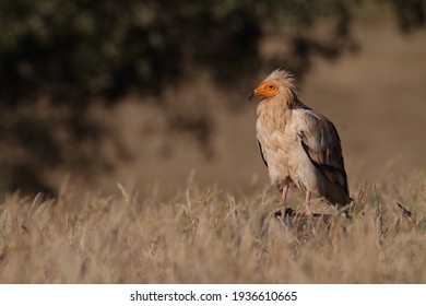 The Egyptian Vulture Also Called The White Scavenger Vulture Is A Small Old World Vulture. It Is Widely Distributed From The Iberian Peninsula And North Africa To India.