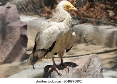 The Egyptian Vulture Also Called The White Scavenger Vulture Or Pharaoh's Chicken.is Lives In The Iberian Peninsula And North Africa To India. Egyptian Vulture Sitting On A Rock.