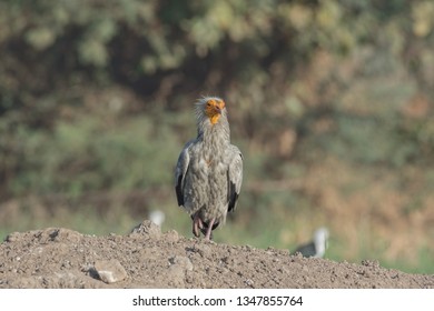 Egyptian Vulture (Neophron Percnopterus). The Adult's Plumage Is White, With Black Flight Feathers In The Wings. The Bill Is Slender And Long, And The Tip Of The Upper Mandible Is Hooked. 