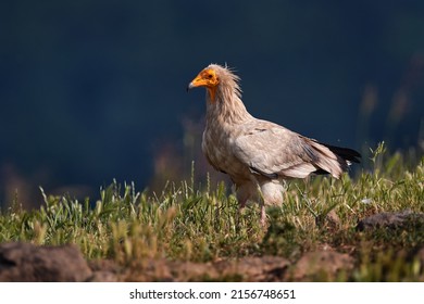 Egyptian vulture, Neophron percnopterus, big bird of prey sitting on the stone in nature habitat, Spain, Europe. White vulture with yellow bill. Wildlife in Spain. 