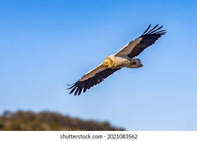 Egyptian Vulture (Neophron Percnopterus) Flying Against Blue Sky In Spanish Pyrenees, Catalonia, Spain. April. It Is Widely Distributed; The Egyptian Vulture Is Found From The Iberian Peninsula