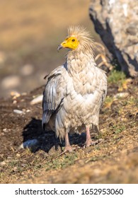 Egyptian Vulture (Neophron Percnopterus) Scavenging On Carcass In Spanish Pyrenees, Catalonia, Spain. April. It Is Widely Distributed; The Egyptian Vulture Is Found From The Iberian Peninsula.