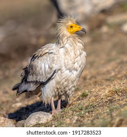 Egyptian Vulture (Neophron Percnopterus) Scavenging On Carcass In Spanish Pyrenees, Catalonia, Spain. April. It Is Widely Distributed; The Egyptian Vulture Is Found From The Iberian Peninsula To India