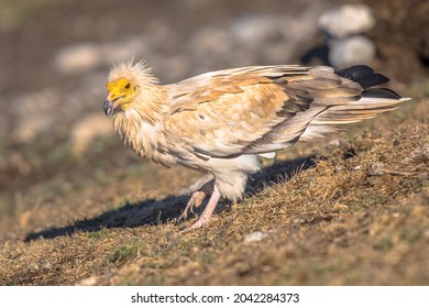 Egyptian Vulture (Neophron Percnopterus) Scavenging On Carcass In Spanish Pyrenees, Catalonia, Spain. April. It Is Widely Distributed; Found From The Iberian Peninsula And North Africa To India.