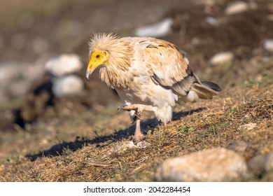 Egyptian Vulture (Neophron Percnopterus) Scavenging On Carcass In Spanish Pyrenees, Catalonia, Spain. April. It Is Widely Distributed; Found From The Iberian Peninsula And North Africa To India.