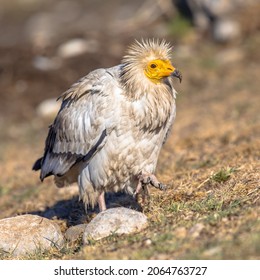 Egyptian Vulture (Neophron Percnopterus) Scavenging On Carcass In Spanish Pyrenees, Catalonia, Spain. April. It Is Widely Distributed; The Egyptian Vulture Is Found From The Iberian Peninsula 