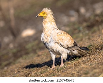 Egyptian Vulture (Neophron Percnopterus) Scavenging On Carcass In Spanish Pyrenees, Catalonia, Spain. April. It Is Widely Distributed; The Egyptian Vulture Is Found From The Iberian Peninsula 