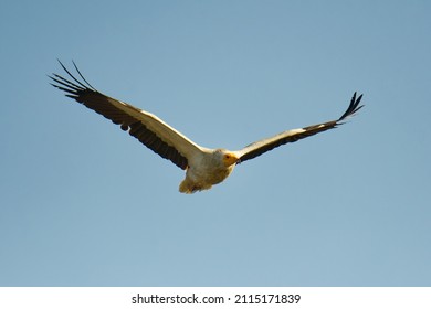 Egyptian Vulture - Neophron Percnopterus, Also White Scavenger Vulture Or Pharaohs Chicken, Small Old World Vulture Bird Widely Distributed From The Iberian Peninsula And North Africa To India, Flying