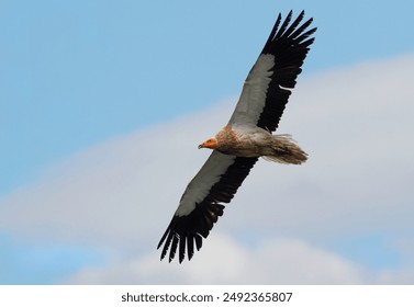 Egyptian vulture (Neophron percnopterus) or white scavenger vulture in flight with blue sky. Wild black and white vulture flying free over the clouds. Egyptian vulture gliding in Asturias, Spain.