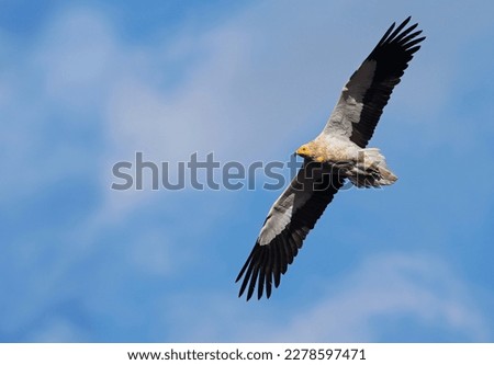 Egyptian vulture (Neophron percnopterus) or white scavenger vulture in flight with blue sky. Wild black and white vulture flying free over the clouds. Egyptian vulture gliding in Asturias, Spain.