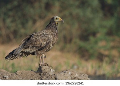 Egyptian Vulture (Neophron Percnopterus).  Wild Birds Usually Appear Soiled With A Rusty Or Brown Shade To The White Plumage, Derived From Mud Or Iron-rich Soil. The Bill Is Slender And Long.