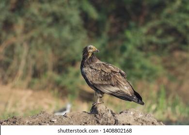 Egyptian Vulture (Neophron Percnopterus).The Neck Feathers Are Long And Form A Hackle. The Legs Are Pink In Adults And Grey In Juveniles.The Bill Is Slender And Long.