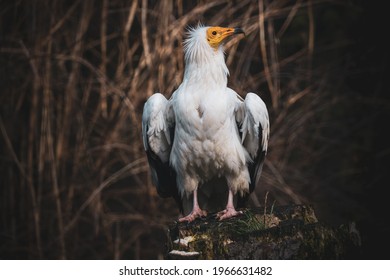 Egyptian Vulture Sitting On The Stump. White Scavenger Vulture Or Pharaoh's Chicken With Yellow Facial Skin And Long Slender Bill With Hooked Tip Of The Upper Mandible.