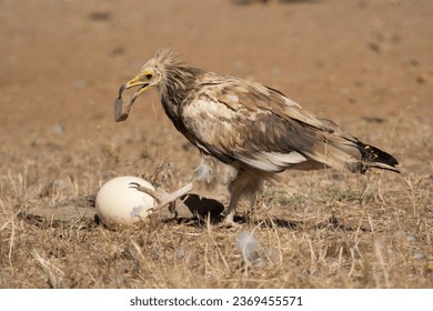 Egyptian vulture using a stone to crack an egg