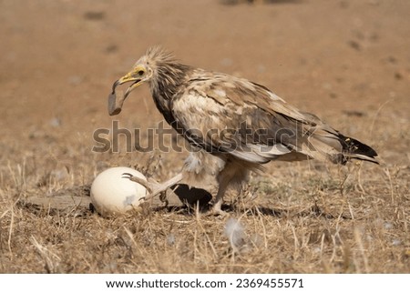Egyptian vulture using a stone to crack an egg