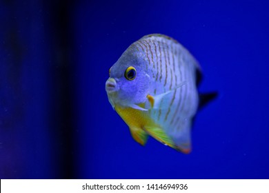 Eibli Known Stripe Angelfish Dwarf Angel Stock Photo 1414694936 ...