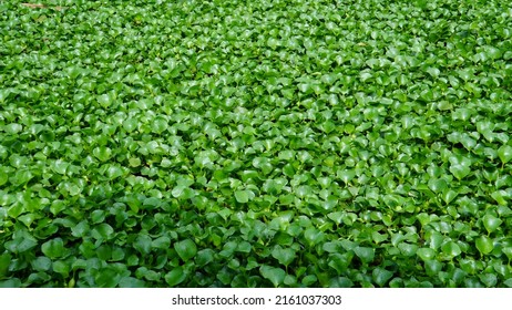  Eichornia Crassipes Or Commonly Known As Water Hyacinth Is A Plant That Lives Floating In Water And Sometimes Takes Root In The Soil.
 Water Hyacinth Has The Ability To Grow Very Quickly,.