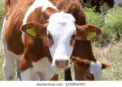 Eid al-Adha idea concept. Portrait of baby brown cow. close-up vertical photo. Cow with earrings. cattle farm animal. No people, nobody. Graze. Nature. - Powered by Shutterstock
