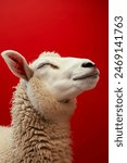 Eid ul adha mubarak concept, A white goat with its eyes closed and head raised, exuding relaxation against a red background