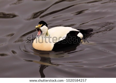 An Eider Duck calling