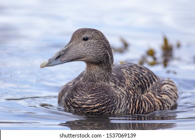 Eider duck (female) swimming in the harbour of Seahouses. 