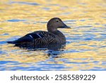 Eider Duck, Somateria mollissima, female on golden reflected sea water

Seahouses, Northumberland

December