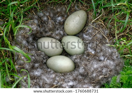 Eider Duck (Somateria mollissima) Nest showing four eggs and down.