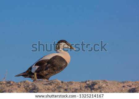 Eider duck, Somateria mollissima, single male,