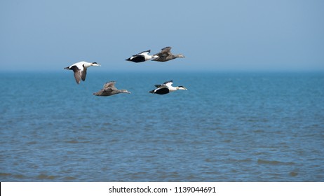 Eider Ducks In Flight Near The Dutch Coast.