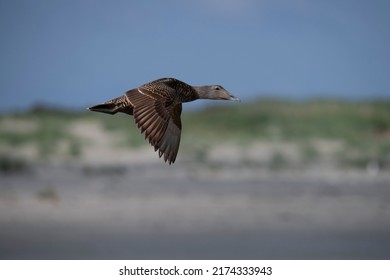 Eider Ducks Flying Above The Dutch Coast.