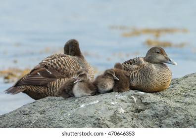 Eider Ducks And Her Chicks