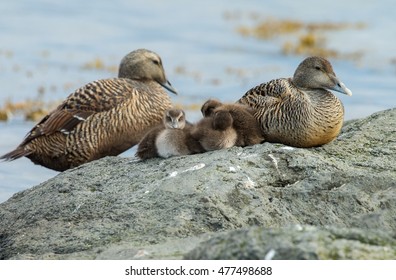 Eider Ducks And Her Chicks