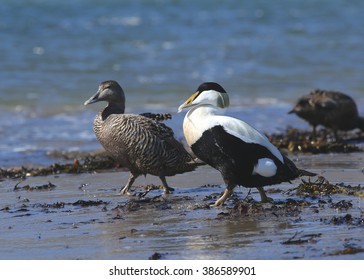 Eider Ducks (male And Female)