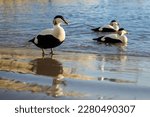 Eider ducks next to the water at Seahouses Harbour on the beautiful Northumberland coast. Taken at sunrise. 