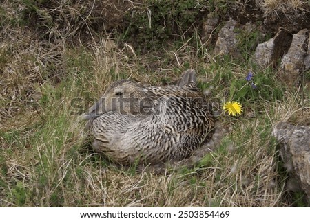 Eiderbird laying on her eiderdown nest