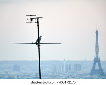 Eiffel tower and a bird