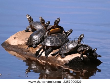 Eight cute Eastern Painted Turtles basking on Turtle Island